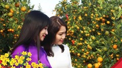 Làng quật cảnh Cẩm Hà rộn ràng vào hội Tết