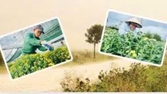 Điện Bàn Bắc tổ chức chuỗi hoạt động “Mừng Đảng - Mừng Xuân” 