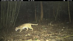 Ghi nhận sự hiện diện 27 loài động vật hoang dã tại khu vực rừng Mỹ Sơn