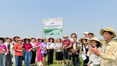 Khởi động dự án phụ nữ dẫn dắt sinh kế xanh từ cây hoa súng 