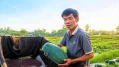 Thương lái thu mua dưa hấu tận ruộng, nông dân phấn khởi 