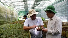 Đà Nẵng tổ chức hội thảo khoa học quốc tế về sâm Ngọc Linh 