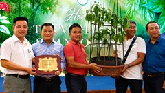 Củ sâm Ngọc Linh hơn 35 năm tuổi được đấu giá 725 triệu đồng
