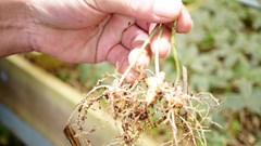 Củ sâm Ngọc Linh thế nào mới được dán tem chỉ dẫn địa lý?
