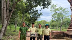 Tiếp nhận, phối hợp thả động vật hoang dã quý hiếm về rừng Mỹ Sơn 