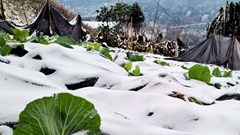 Không phải người cao tuổi, đây mới là nhóm người phải chịu rủi ro âm thầm khi trời rét đậm, rét hại