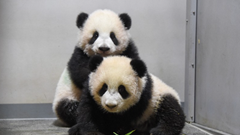 Buồn của Nhật Bản: 100.000 người đăng ký đến chia tay cặp gấu trúc song sinh về Trung Quốc, đánh dấu ngày không còn con gấu trúc nào trên lãnh thổ