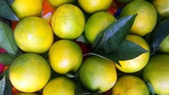 Đặt 2 loại quả này trong phòng ngủ và bạn sẽ nhận thấy điều kỳ diệu xảy ra với cơ thể