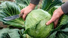 Bắp cải được phun formaldehyde thường có 3 đặc điểm, biết được bí mật này tôi đã không bao giờ mua bắp cải một cách mù quáng nữa!