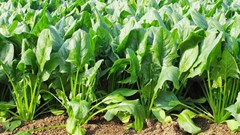 3 loại rau dưỡng gan, bổ khí huyết, ăn vào đến đâu người khỏe ra đến đó đang đầy chợ Việt