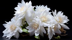 Loài hoa đắt nhất hành tinh: Đắt đến mức vô lý nhưng không thể mua trưng bày