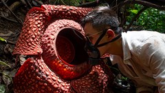 Bông hoa kỳ dị nhất hành tinh, nghe tên thấy “rùng mình“