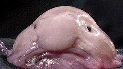 Cận cảnh loài cá xấu xí nhất hành tinh: Liệu bạn có dám thưởng thức?