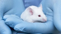 Kết hợp thuốc điều trị ung thư giúp chuột sống lâu hơn 30%