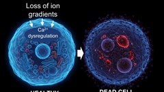 Tiềm năng y học và vũ trụ của nghiên cứu “tạm dừng” hoại tử tế bào