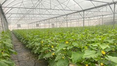 Bắc Ninh phát triển nông nghiệp công nghệ cao