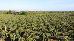 Ứng dụng công nghệ chiếu sáng, tăng năng suất cây trồng