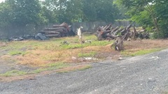 Đốn hạ cây xanh đô thị, gỗ bán đi đâu?