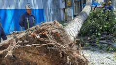 Xây dựng tiêu chuẩn trồng và quản lý cây xanh