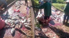 Kiểm tra hiện tượng cá chết tại thủy điện Kẻ Gỗ