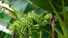 Biến phế phẩm từ cây chuối U Minh Thượng thành đồ mỹ nghệ