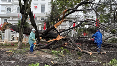 Đà Lạt: Nhiều cây xanh ngã đổ do gió giật mạnh