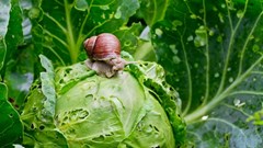 Giới chức y tế Australia cảnh báo về ăn rau sống, tiếp xúc ốc sên