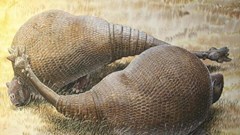 Hé lộ sự thật về việc săn bắt tê tê ở Tây Phi