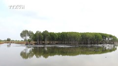 Mô hình rừng - thủy sản cho lợi nhuận đến 200 triệu đồng/ha/năm