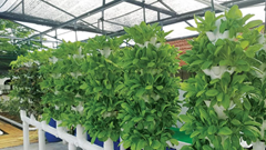 Bang Penang (Malaysia) thúc đẩy nông nghiệp truyền thống kết hợp hiện đại