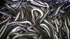 EU đề xuất hạn chế xuất khẩu lươn trên toàn cầu