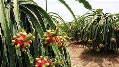 Tiền Giang mở rộng diện tích trồng cây ăn quả lên gần 88.400 ha