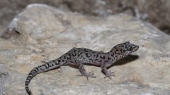 Phát hiện nhiều loài thạch sùng mới tại Campuchia