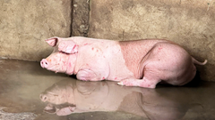 Kết luận vụ C.P. Việt Nam: Không khởi tố vì không có dấu hiệu vi phạm