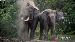 Indonesia: Cấp thẻ căn cước cho voi để nâng cao ý thức bảo tồn