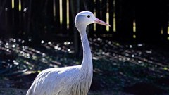 Sếu xanh Nam Phi đối mặt nguy cơ tuyệt chủng