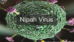 Virus Nipah mà 2 người ở Ấn Độ mắc phải nguy hiểm cỡ nào?