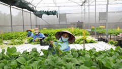 Phát triển kinh tế trang trại xanh ở Hà Nội: Quy hoạch để vươn tầm