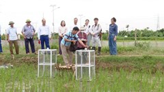 Ứng Hòa thí điểm mô hình trồng lúa giảm phát thải khí nhà kính