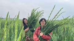 Thuận An triển khai hiệu quả nhiều mô hình sản xuất nông nghiệp