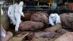 Ngăn chặn vụ thu gom lợn chết vì dịch, chuẩn bị đưa vào Nam làm lạp xưởng