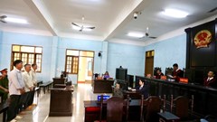 Tuyên án chủ tịch một công ty trồng rừng có hành vi phá rừng