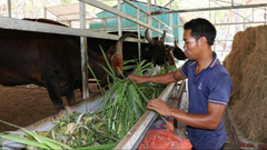 Sớm có giải pháp bảo tồn và phát triển nguồn gene bò tót lai ở Bác Ái, Khánh Hòa