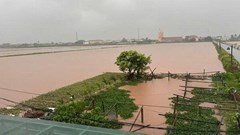 Gần 65.500 ha lúa ở Ninh Bình bị ngập trắng