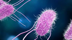 Bộ Y tế khuyến cáo các loại vi khuẩn thường gặp trong mùa mưa lũ