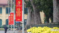 Hà Nội chặt hạ, di chuyển 27 cây xanh để thi công đường Hùng Vương, Độc Lập kéo dài