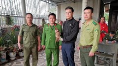 Quảng Trị: Cứu hộ hai cá thể khỉ lạc vào khu dân cư