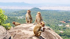 Một bé gái bị khỉ hoang tấn công