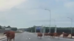 Quảng Trị: Bò thả rông đi “lọt” cao tốc