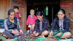 Quảng Trị: Khi giữ rừng trở thành một sinh kế